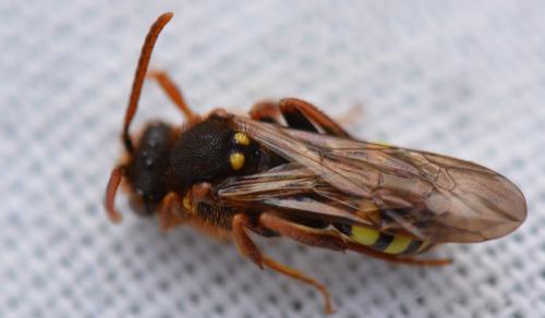 Nomada lathburiana